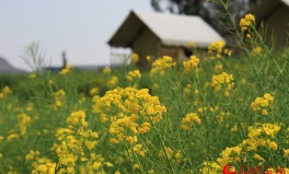 万亩油菜花 开出“好日子”2025年5月24日