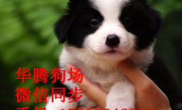 边境牧羊犬售价,品种、血统与市场行情全解析