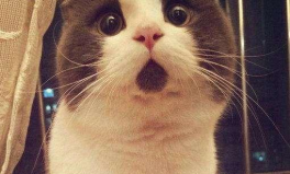娱乐吃瓜酱三花猫的魅力,魅力四射的猫界明星，揭秘其独特魅力之谜