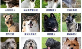 犬的种类,探索不同犬种的特点与魅力